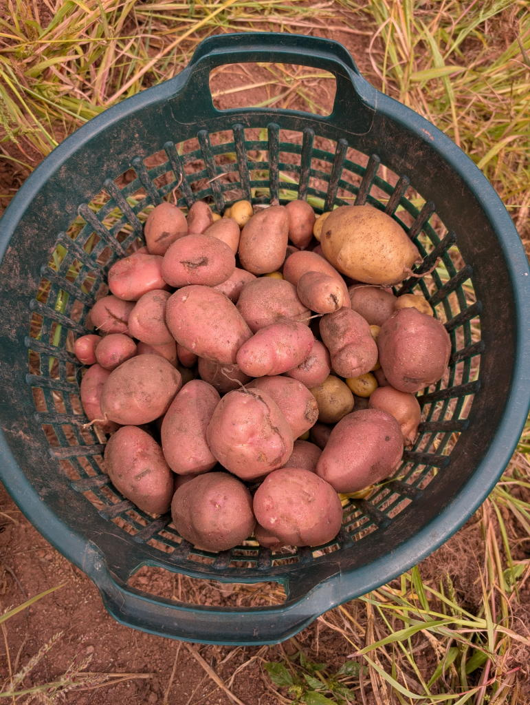 kartoffelernte_20250904