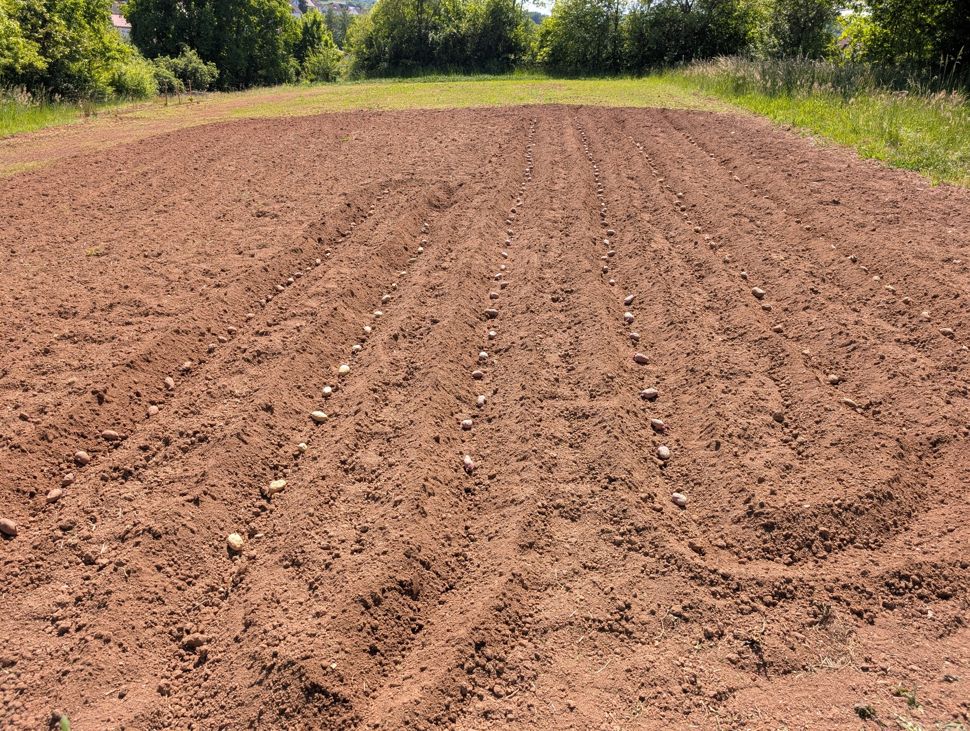 Kartoffel Pflanzzeit