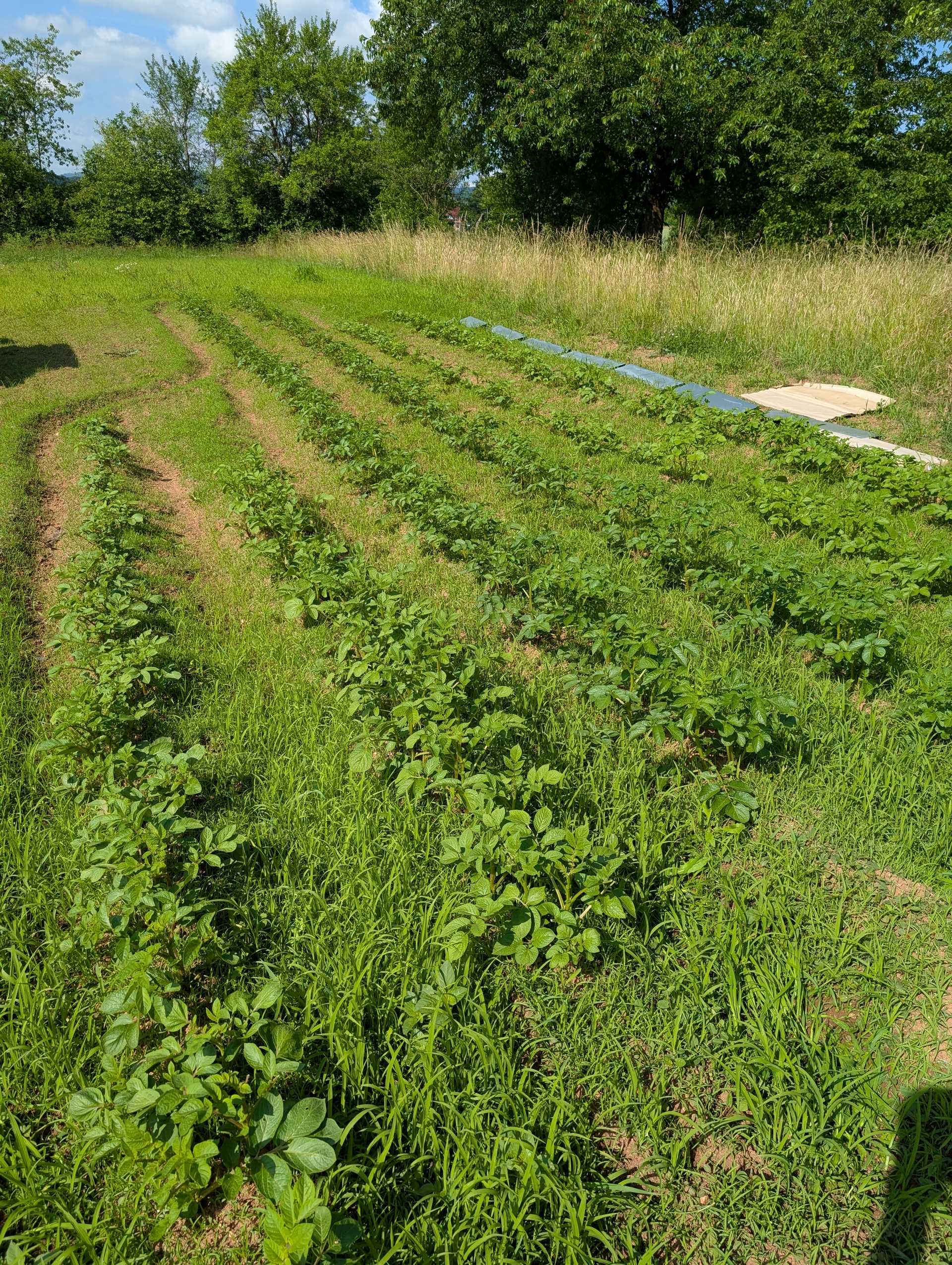 Kartoffelreihen